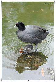 母影无踪,探寻失落的亲情轨迹